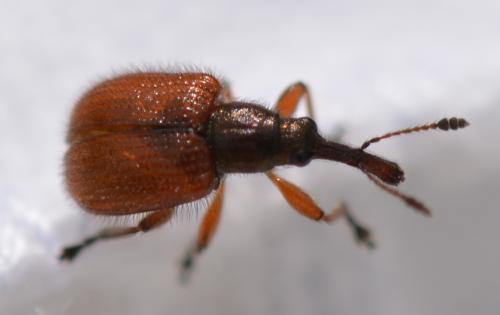 Tatianaerhynchites aequatus